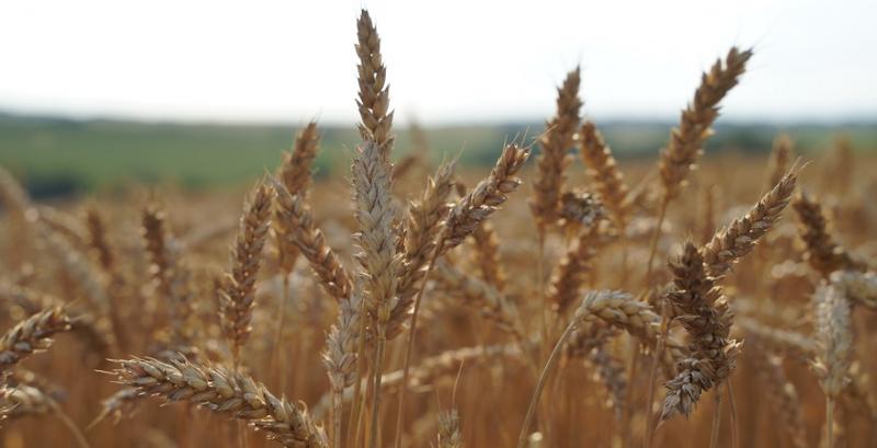 Визначено граничні норми експорту пшениці з України