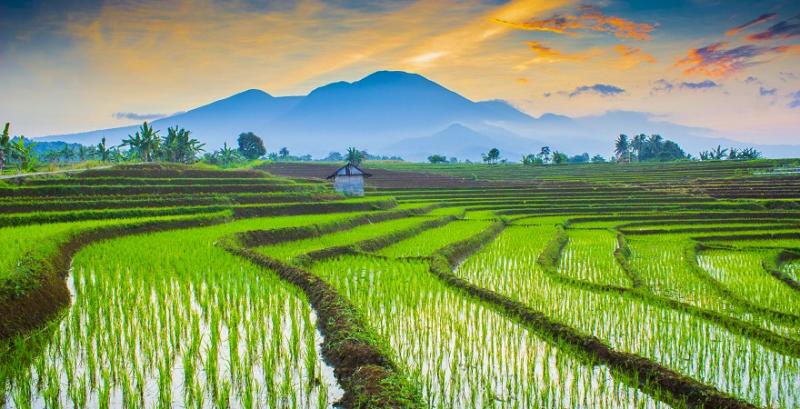 Рисова плантація, вирощування рису