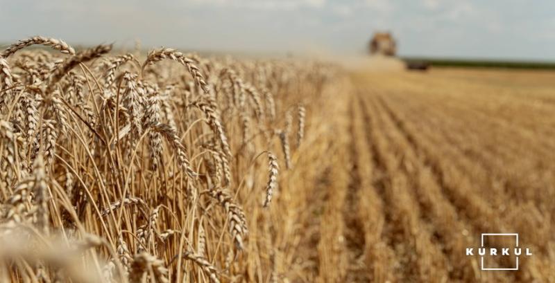 Україна експортувала 46% пшениці, передбаченої в Меморандумі