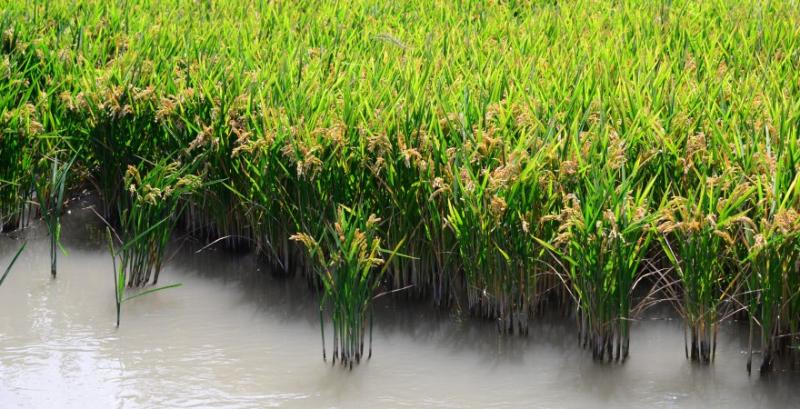 Рисове поле
