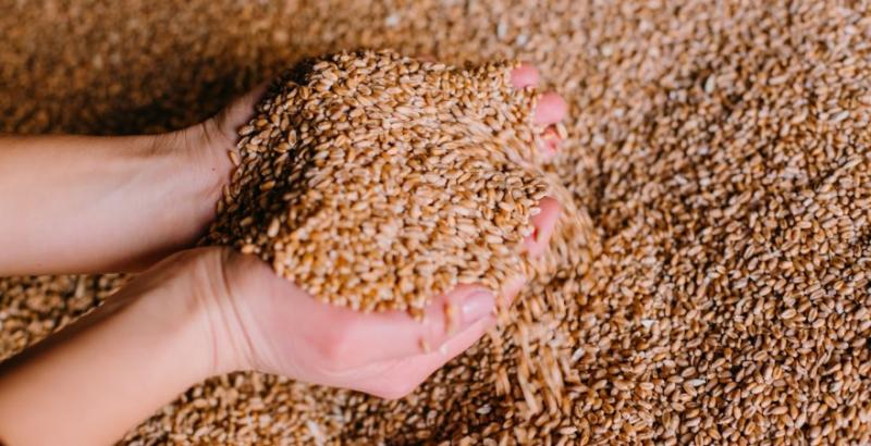 Єгипет на тендері закупив 120 тисяч тонн української пшениці