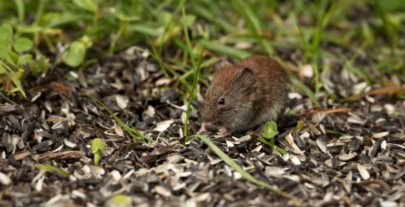 Дефіцит кормової бази на полях сприяє розселенню мишоподібних гризунів — UKRAVIT