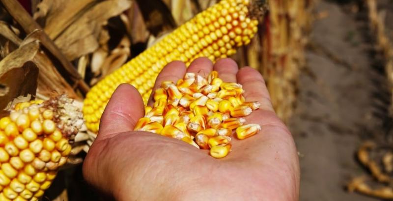Вологість кукурудзи цього сезону значно перевищує норму — фермери