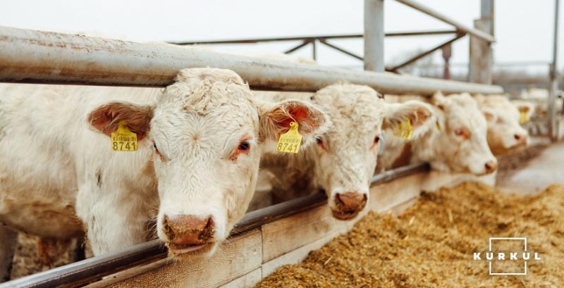 Через півтора року корови в Україні можуть зникнути — Травецький