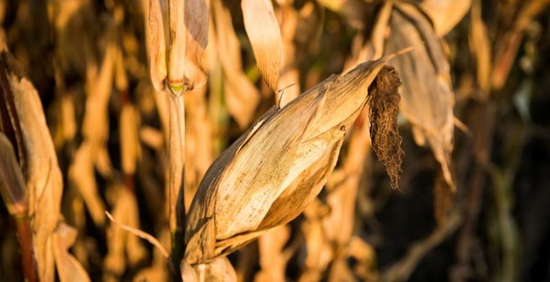 Площі вирощування кукурудзи можуть скоротитись на 24% — NASA