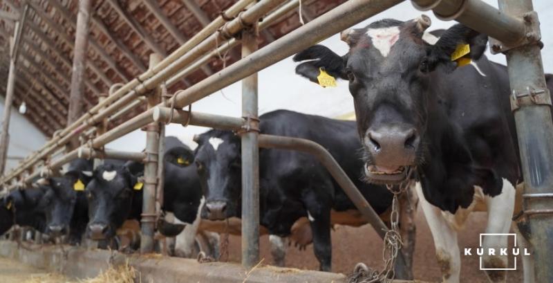 В Україні створять 5 тисяч сімейних молочних ферм