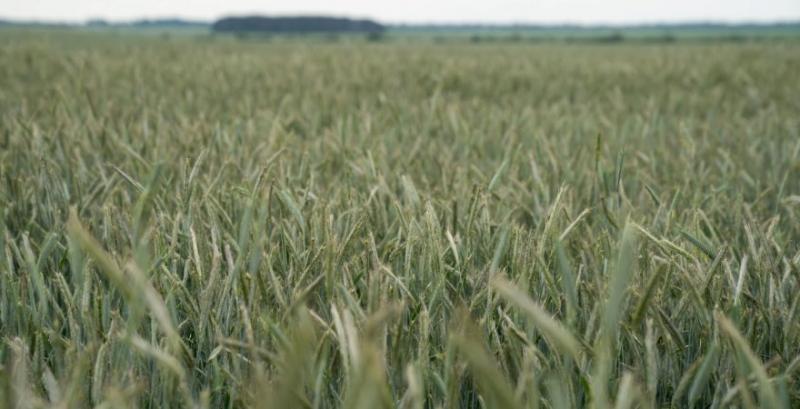 Через зростання цін на пшеницю посівні площі культури зростуть
