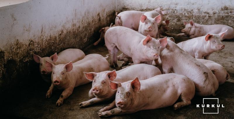 У світі зменшиться поголів’я свиней