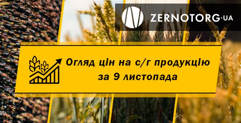 В Україні різко здешевшала кукурудза — огляд за 9 листопада від Zernotorg.ua