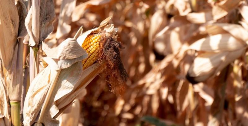 В США залишилось обмолотити 16% площ кукурудзи