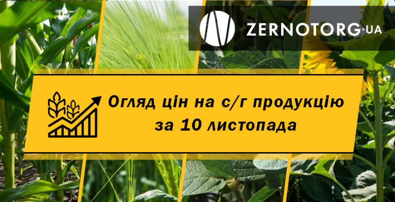 Ціна кукурудзи продовжує падати — огляд за 10 листопада від Zernotorg.ua