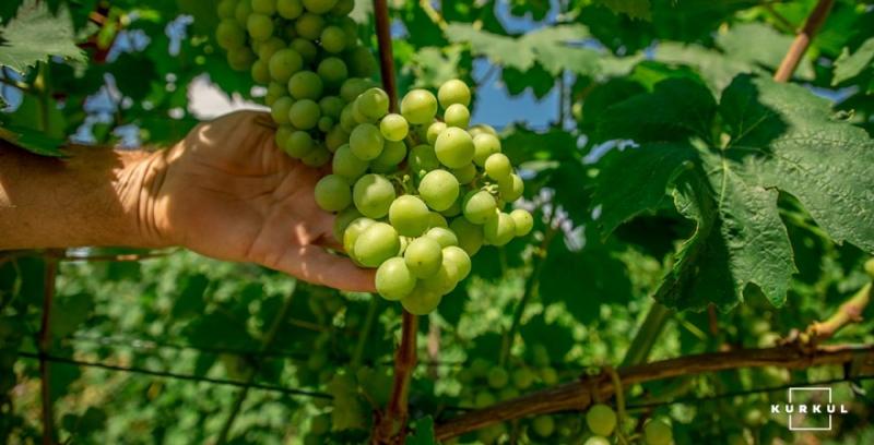 Для винороба володіти виноградником менш як 5 га нерентабельно — думка