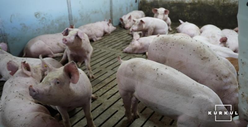 Ціна на живих свиней в Україні буде залишатися вищою за ціни в ЄС