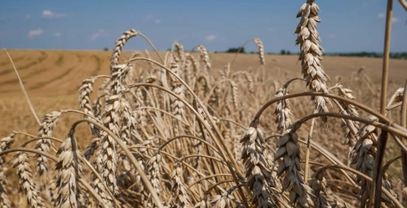 Ціна пшениці досягла 9-річного піку через проблеми з постачанням