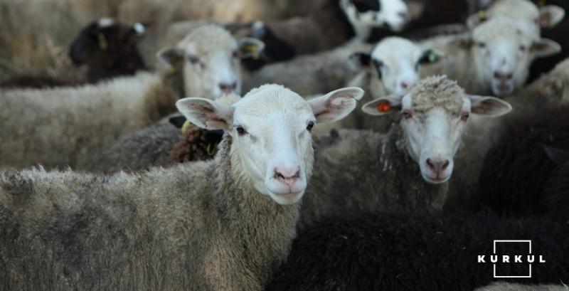 На Одещині згоріло майже 200 овець