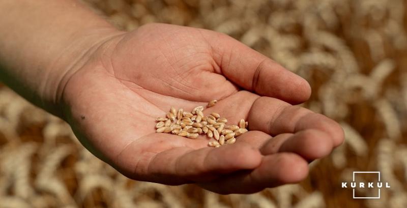 Зернові сорти української селекції пристосованіші до несприятливих умов, ніж іноземні — фермер