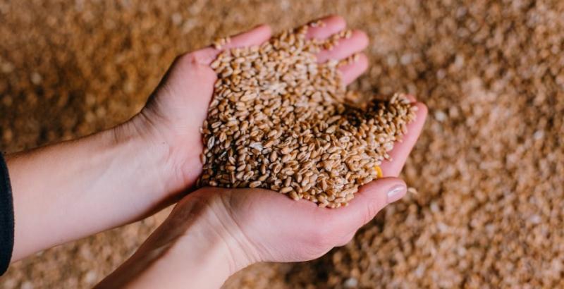 Єгипет закупив на тендері 120 тисяч т української борошномельної пшениці
