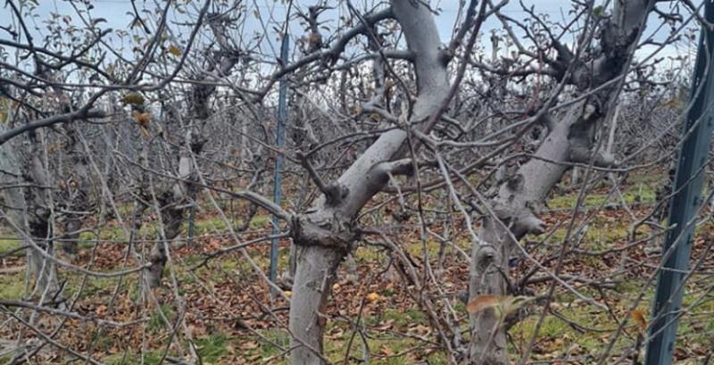 На Вінниччині господарство викорчує 30 га яблуневого саду
