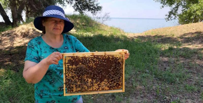 На Миколаївщині колишня вчителька займається селекцією породи бджіл Українська степова