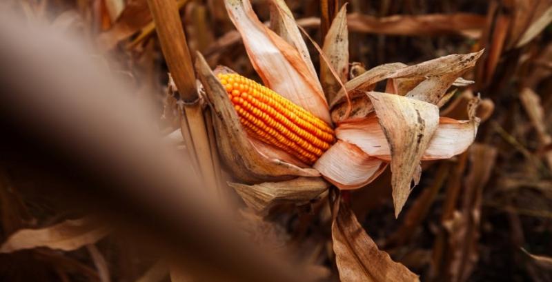 Як норми висіву кукурудзи впливають на врожай — пояснення експерта
