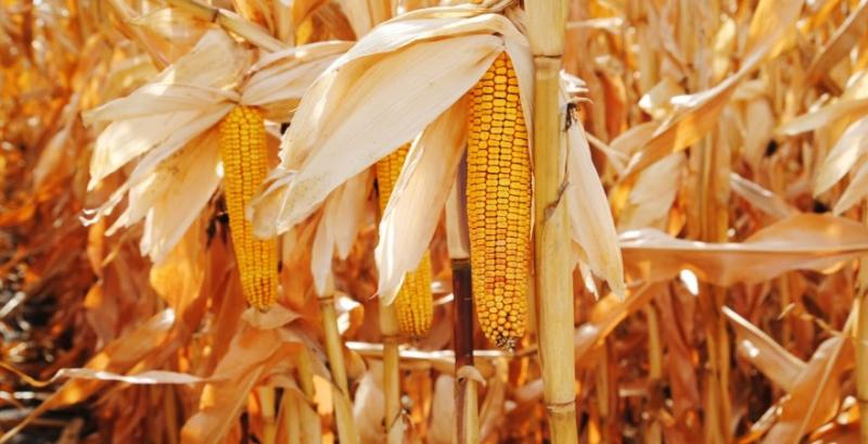 Збір кукурудзи в Україні перевищив 40 млн т