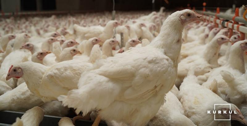 В Ізраїлі через спалах пташиного грипу на фермах знищать сотні тисяч птахів