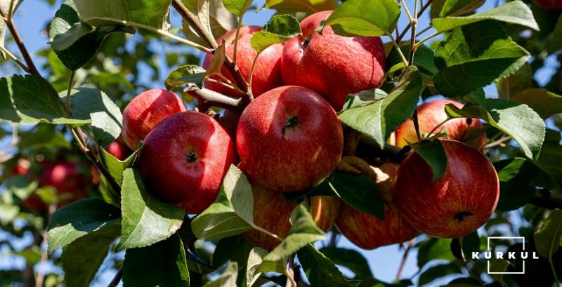 В Україні ціна яблук впала майже на третину