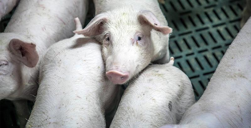 Живець свиней зріс у ціні до новорічних свят
