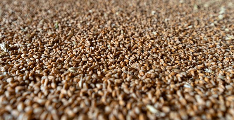 Ціна кукурудзи і пшениці зросте з початку року — думка