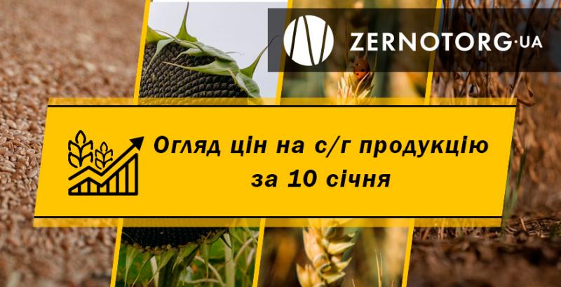 В Україні подорожчала пшениця і кукурудза — огляд за 10 січня від Zernotorg.ua