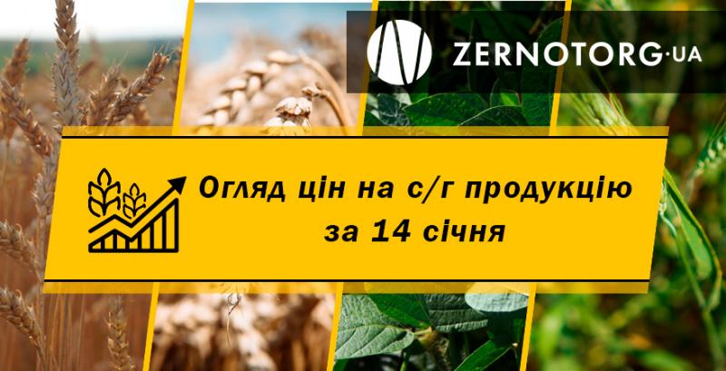 Як змінились ціни на кукурудзу — огляд за 14 січня від Zernotorg.ua