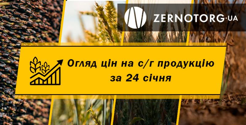 В Україні подорожчали зернові — огляд за 24 січня від Zernotorg.ua