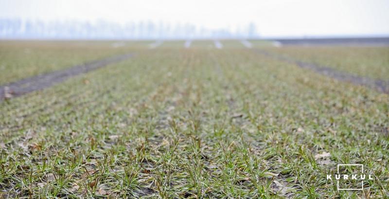 Стан посівів озимої пшениці в США погіршився — USDA