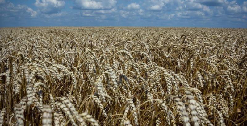 Експортні ціни на чорноморську пшеницю впали до тримісячного мінімуму