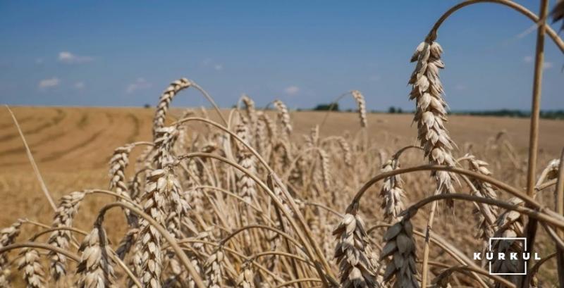 Мінагрополітики прогнозує збір пшениці у новому сезоні на рівні 32 млн т