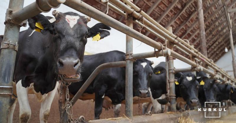 На Дніпропетровщині запрацює багатофункціональна молочна ферма за 24 млн грн