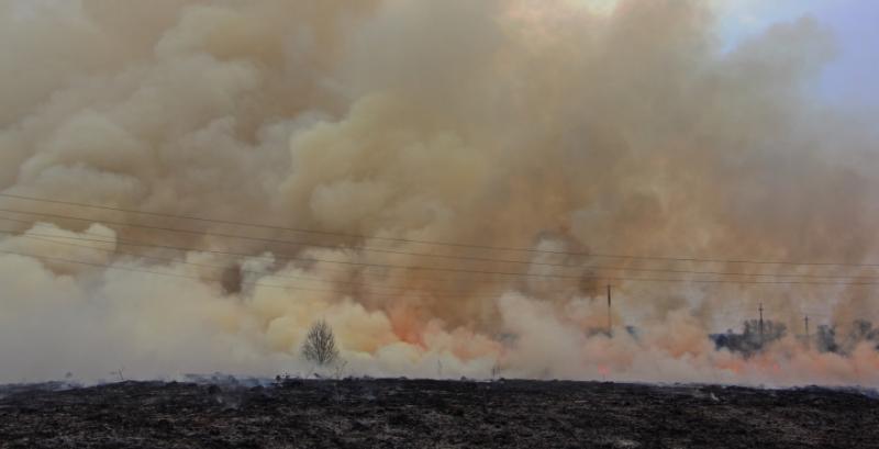 Через лісові пожежі в Австралії знищено 60 тисяч га сільгоспугідь