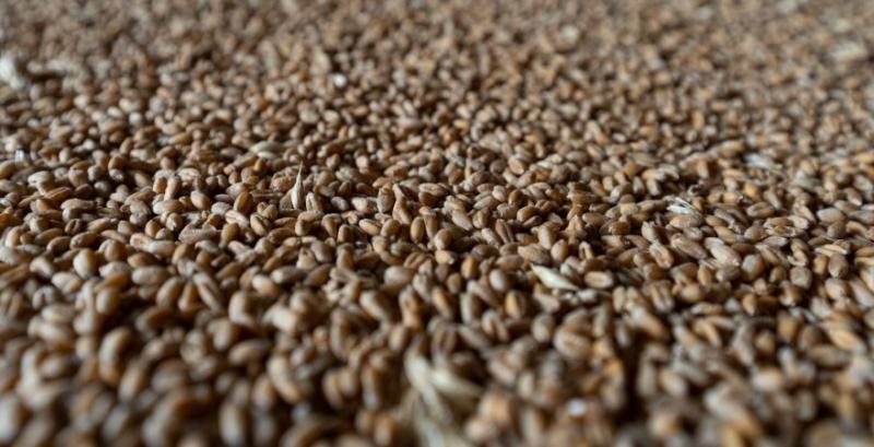 Світові запаси пшениці виявились нижчими, ніж очікував ринок — прогноз USDA