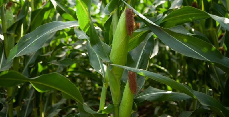 Стало відомо, як виробникам заощадити на азотному живленні кукурудзи