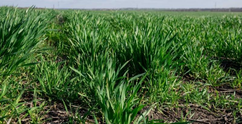 Стан посівів озимої пшениці в США погіршився
