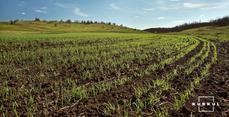 На Волині аграрії робитимуть ставку на яру пшеницю — прогноз