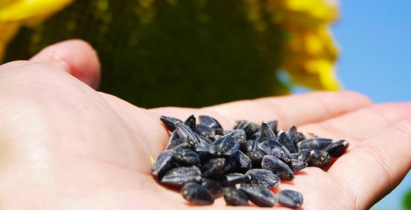 Аграрія з Черкащини ошукали на 860 тисяч грн на купівлі насіння соняшника