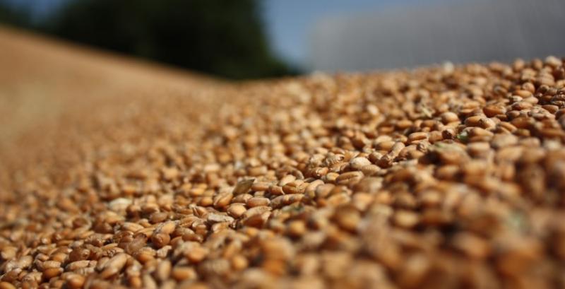 В США зросли ф'ючерси на пшеницю, сою та кукурудзу 