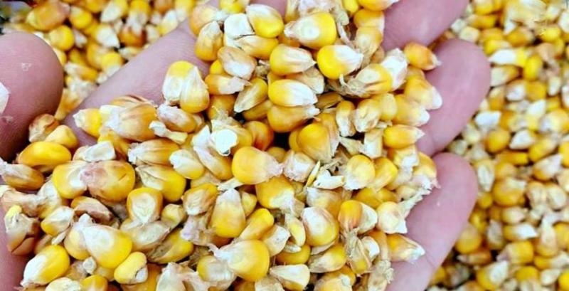 Ціна фуражної кукурудзи різко впала
