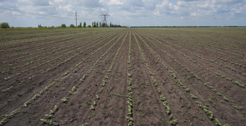 Фермери відмовляються від кукурудзи на користь соняшника і сої — Сольський