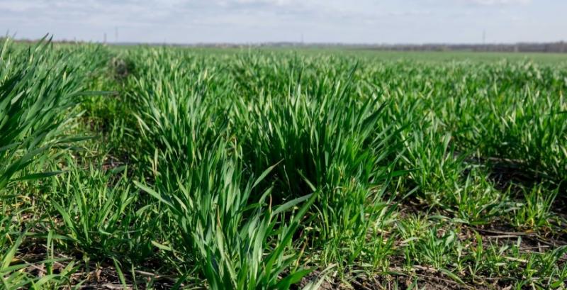 В США ярою пшеницею засіяли 8% площ