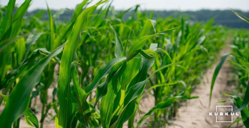 В США найнижчі темпи посіву кукурудзи за 9 років