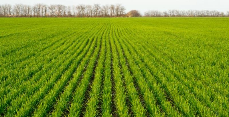 Через хвороби зернових втрати врожаю можуть складати до 15% — експерти