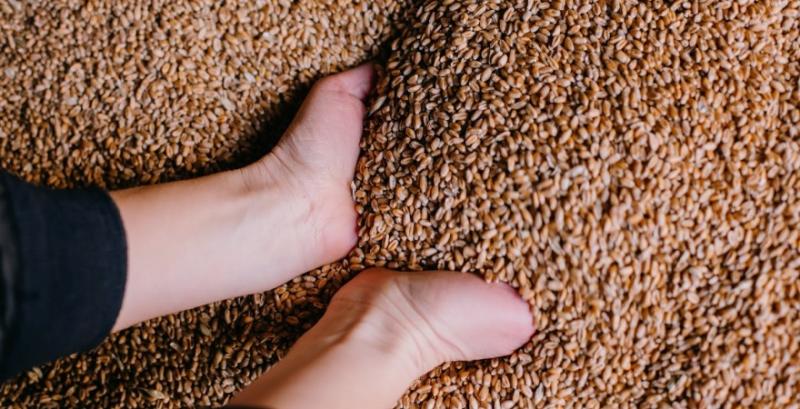 Котирування пшениці активно ростуть — Barva Invest