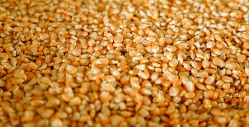 У травні Україна експортувала 284 тисячі т кукурудзи